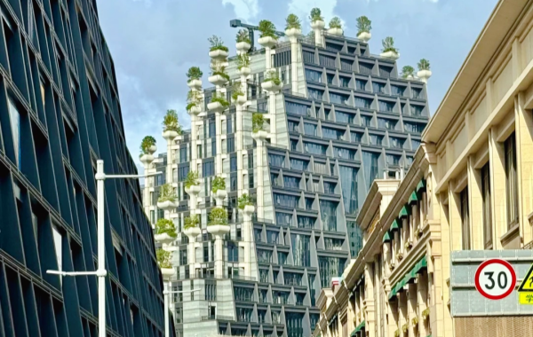 Tian An 1000 Trees